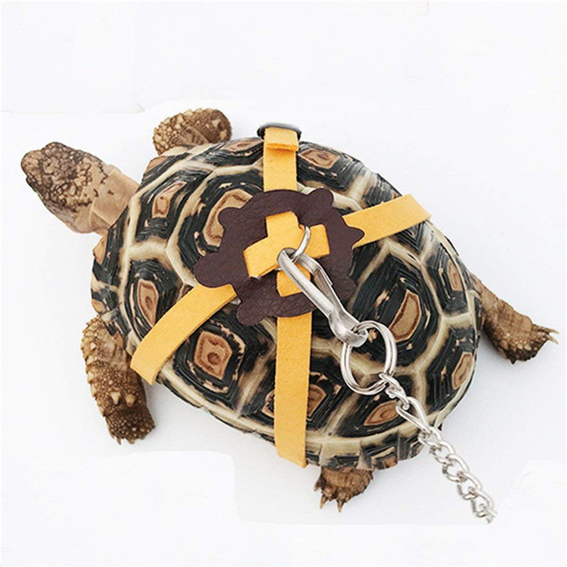 Turtle Traction Belt Control R - огляд і ціна Water Dish Reptile