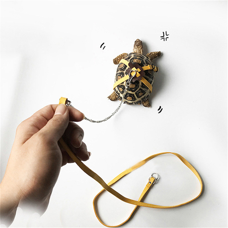 Turtle Traction Belt Control R - огляд і ціна Water Dish Reptile