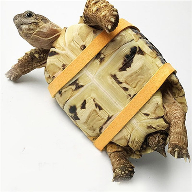 Turtle Traction Belt Control R - огляд і ціна Water Dish Reptile